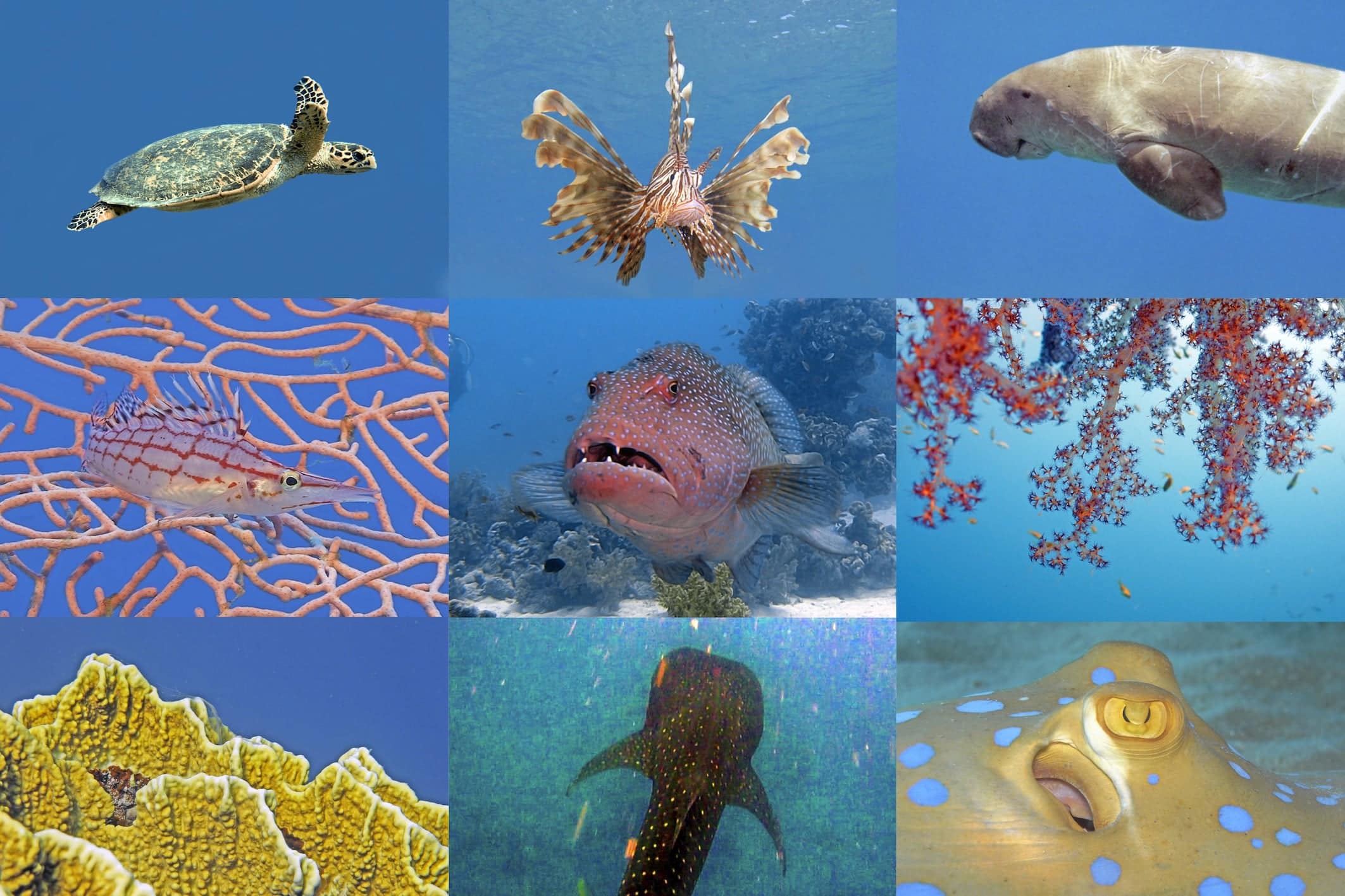 Korallenriffe existieren nur auf 0,2 Prozent der Ozeanflächen der Erde. Copyright: Heinz Krimmer / www.ICRS2020.de