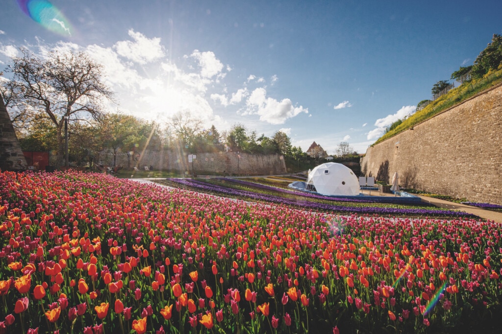 Die Blumenstadt Erfurt hat sich für die BUGA 2021 herausgeputzt: Im Festungsgraben des Petersbergs erstreckte sich im Frühling ein Blumenmeer. Der Petersberg ist – neben dem egapark – einer der beiden Hauptschauplätze der BUGA. (Foto: BUGA Erfurt 2021)