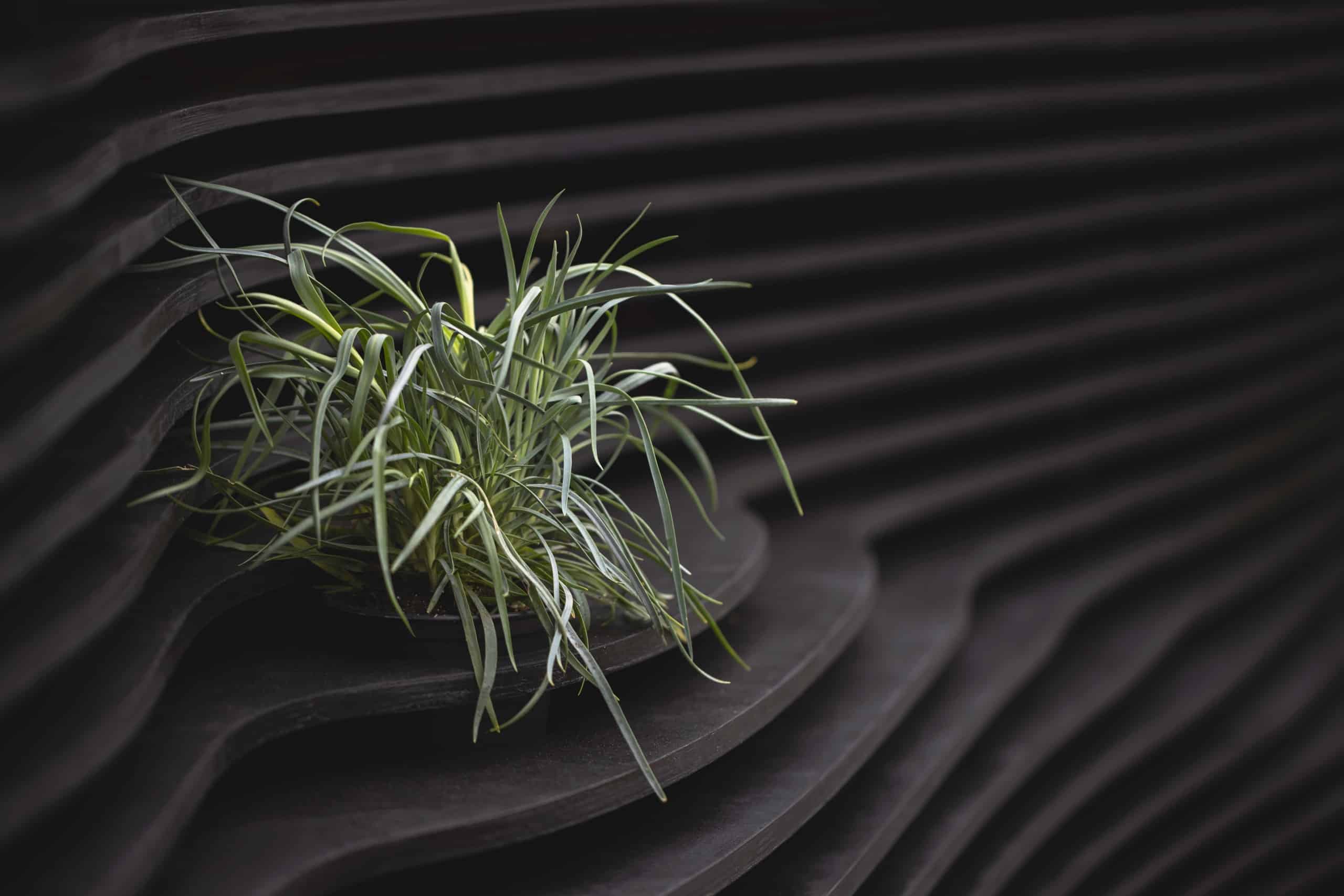 Eine grüne, grasartige Pflanze auf einer Art terrassiertem, schwarzen Untergrund. Quinzhee Architecture und atelier mock/up, Parklet Miyagi, Québec, Foto: 1Px