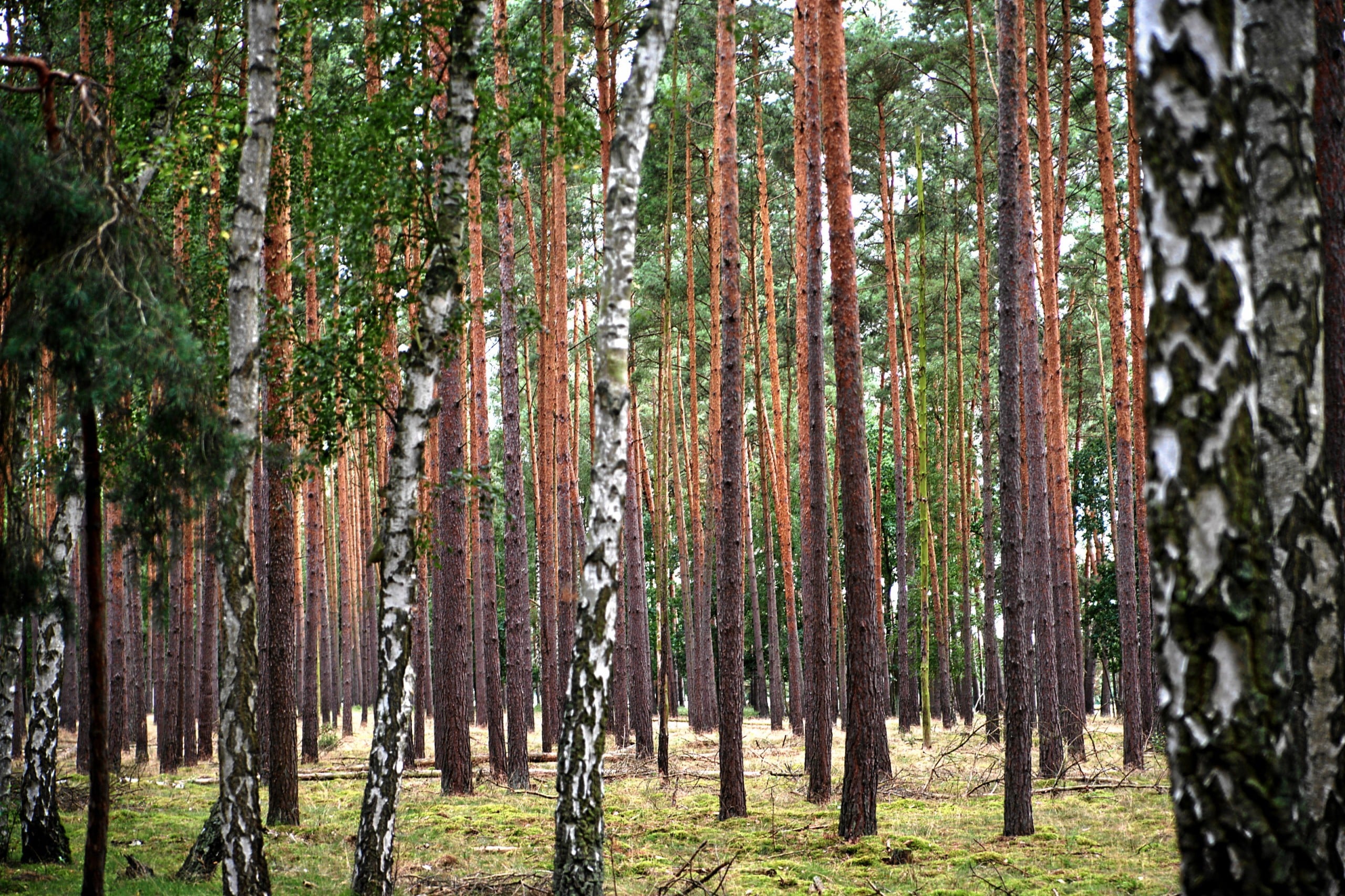 Der brandenburgische Kiefernwald ist eine wichtige natürliche Ressource. Bildquelle: Mboesch, CC BY-SA 4.0 , via Wikimedia Commons