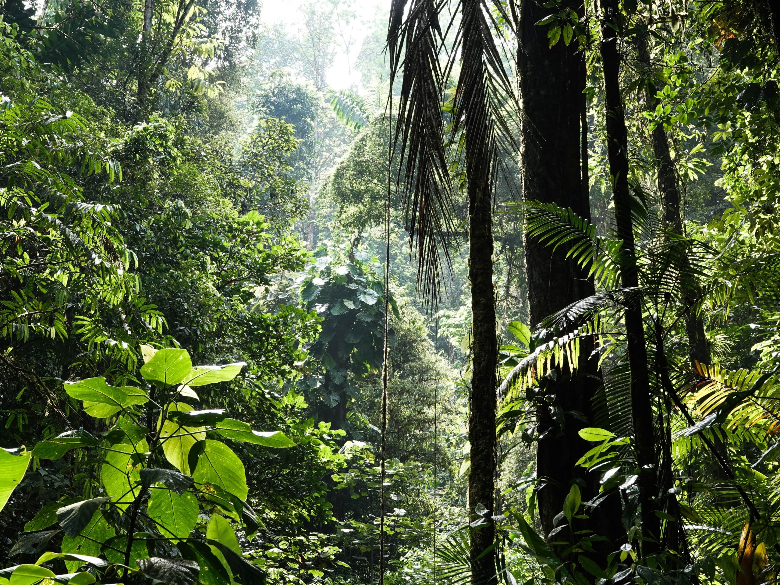 Bei der COP15 geht es darum, den Verlust der Biodiversität aufzuhalten und die natürliche Vielfalt zu schützen. Bildquelle: Unsplash