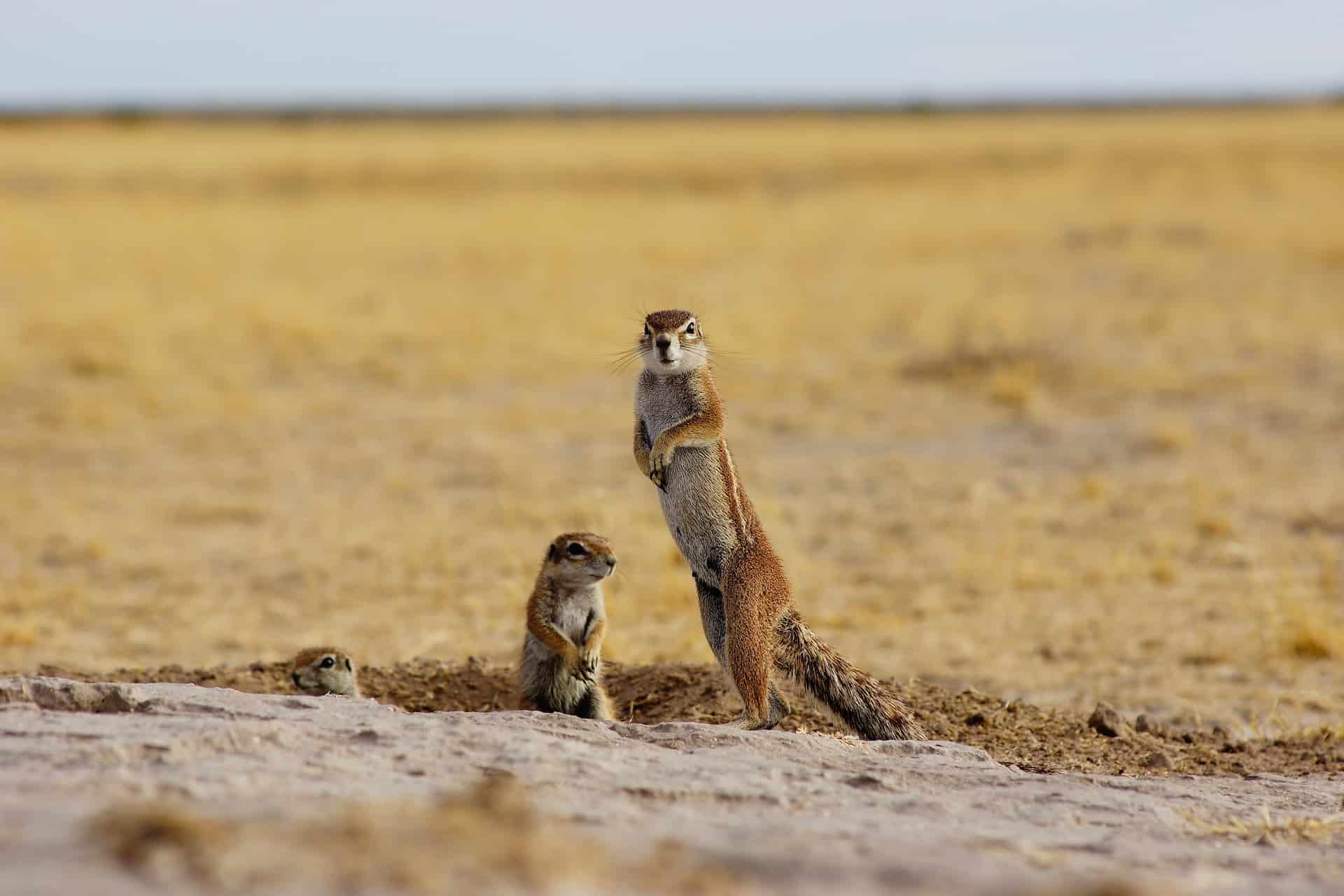 Drei kleine Hörnchen-Tiere in einer flachen, braunen Landschaft, eines steht aufrecht und schaut in die Kamera, zwei weitere sind halb in einem Loch in der Erde versteckt. Foto: Leon Pauleikhoff via Unsplash