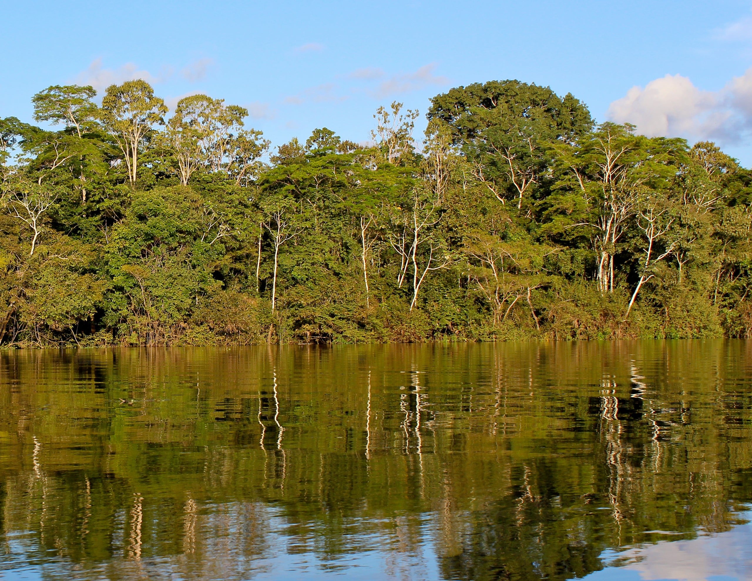 Millionen Menschen leben vom Amazonas-Regenwald. Bildquelle: Antonio Campoy, CC BY 2.0 , via Wikimedia Commons