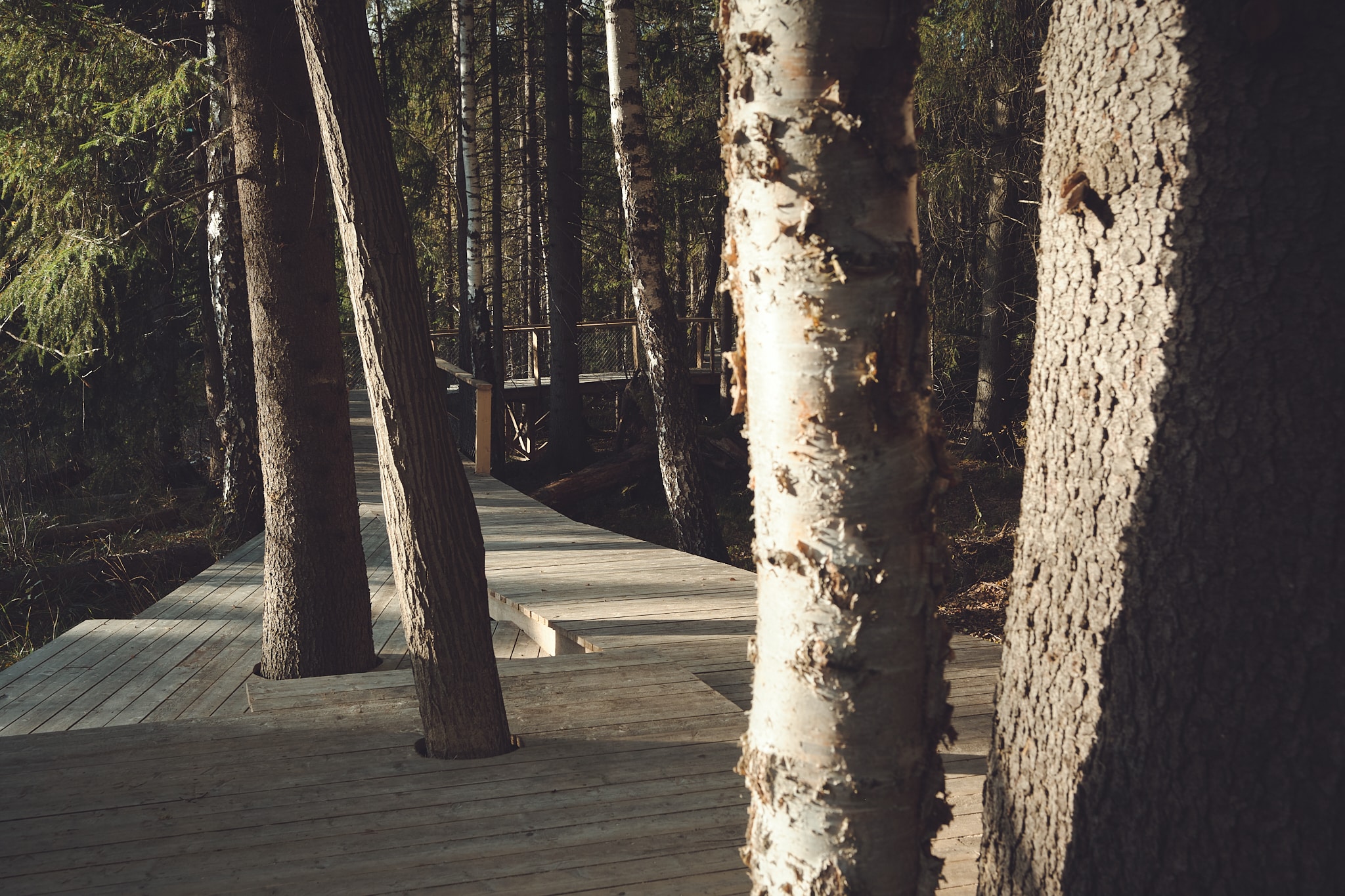 Die Holzwege schmiegen sich um die Natur. Quelle: Rintala Eggertsson Architects, Photo: Martin Vinje